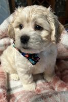 Two 8 week old puppies