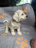 Two 8 week old puppies