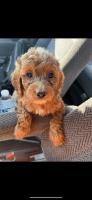 Cockapoo Puppies
