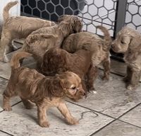 Cockapoo Puppies