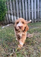  Hope  High Quality Beautiful Cockapoo Puppy! Non Shedding!