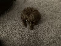 I have a cockapoo puppy 9 weeks old with papers.