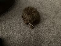 I have a cockapoo puppy 9 weeks old with papers.