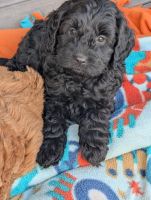 Midnight and Red Cockapoo Puppies