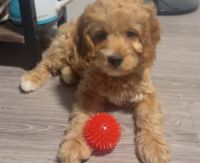 F1B Cockapoo mini puppy