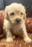 Stunning spoodles (cockapoo)