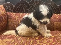 Stunning spoodles (cockapoo)