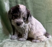 Cockapoo Puppies for sale in Ocala, FL, USA. price: $3,500