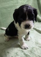 Beautiful Litter Cockapoo’s born December 27th 2024