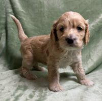 Beautiful Litter Cockapoo’s born December 27th 2024