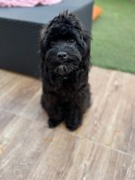 Playful 7 months black Cockapoo looking for his forever home