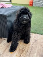 Cockapoo Puppies for sale in Dubai - United Arab Emirates. price: 7,000 AED
