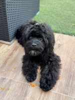 Playful 7 months black Cockapoo looking for his forever home