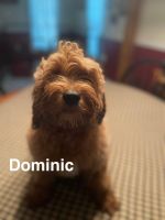 Cockapoo Puppies for sale in Salisbury, MD, USA. price: $600