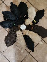Cockapoo. Puppies