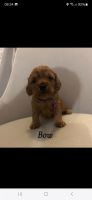 Cockapoo Puppies for sale in Gwillim Cl, Sidcup DA15 9NQ, UK. price: 1,300 GBP