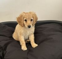 Cockapoo Puppies for sale in Romford, UK. price: 400 GBP