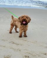 Cockapoo Puppies for sale in Claymont, DE 19703, USA. price: $600