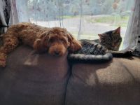 Female Cockapoo needs loving home