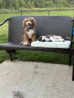 2 year old lovable cockapoo