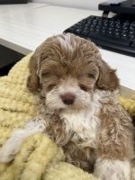 2 year old lovable cockapoo