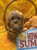 Cockapoo Puppies for sale in Greenville, TX, USA. price: $800