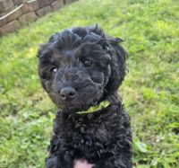 Cockapoo Puppies for sale in Kooskia, ID 83539, USA. price: $950