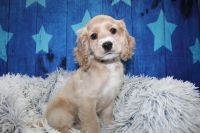 Cockapoo Puppies for sale in Houston, TX, USA. price: NA