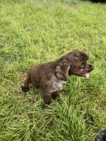 COCKAPOO FEMALE Chocolate Merle