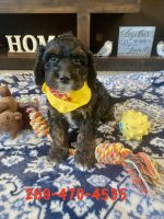 Cockapoo Puppies for sale in Berrien Springs, MI 49103, USA. price: $450