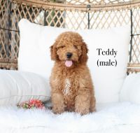 Cockapoo Puppies for sale in Greeneville, TN, USA. price: $895
