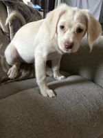 Cockapoo in need of home
