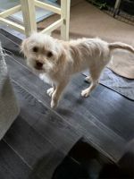 Cockapoo in need of home