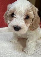 Toy Cockapoo Puppies