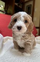 Toy Cockapoo Puppies