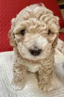 Toy Cockapoo Puppies