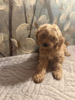 Honeycomb Cockapoo 9 weeks old