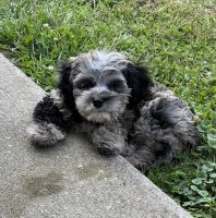 Cockapoo Puppies for sale in Middletown, OH, USA. price: $200