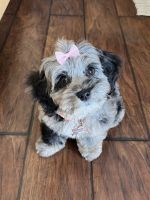 Cockapoo puppy born May16, 2025