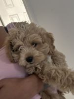 Cockapoo Puppies for sale in Hicksville, NY, USA. price: $500