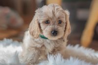 Cockapoo Puppies For Sale