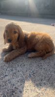 Cockapoo Puppies for sale in Poyntzpass, Newry BT35, UK. price: 750 GBP