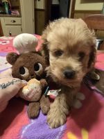 Cockapoo Puppies for sale in Pelham, NC 27311, USA. price: $500
