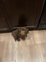 Cockapoo mixed a toy poodle