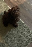 Cockapoo mixed a toy poodle