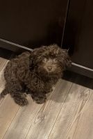 Cockapoo mixed a toy poodle