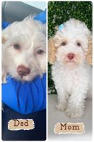 Hola nuestra pareja de cockapoos han tenido puppy's