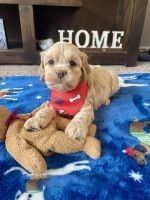 Handsome little Cockapoo