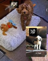 DKC Registered Toy & Mini Cockapoos