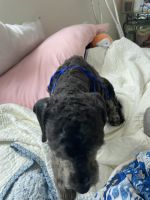 Cockapoo, i have to have knee surgery and dont have help